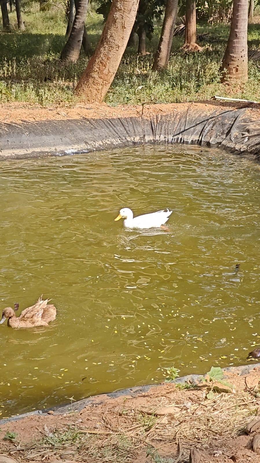 Free-range poultry